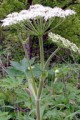 HERACLEUM MAXIMUM | Cow Parnsip