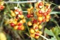 CELASTRUS SCANDENS | Bittersweet