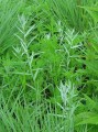 Prairie Sage - Artemesia ludovinciana