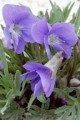 VIOLA PEDATIFIDA | Prairie Violet