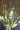 ALISMA PLANTAGO-AQUATICA | Water Plantain