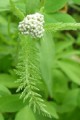 ACHILLEA MILLEFOLIUM | Yarrow