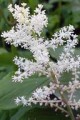SMILACINA RACEMOSA | False Solomon's Seal