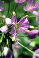 ALLIUM STELLATUM | Prairie Onion
