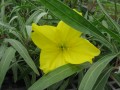Missouri Primrose