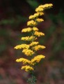 Solidago nemoralis