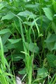 CAREX GRISEA | Inflated Narrow-leaf Sedge