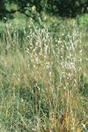 ANDROPOGON SCOPARIUM | Little Blue Stem