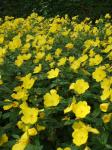 Missouri Primrose Wildflower Garden