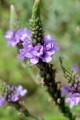 VERBENA HASTATA | Blue Vervain