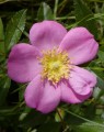 ROSA CAROLINA | Carolina Rose