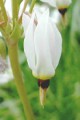 DODECATHEON MEADII | Midland Shooting Star