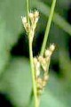 JUNCUS INTERIOR | Inland Rush