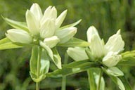 GENTIANA FLAVIDA | Cream Gentian