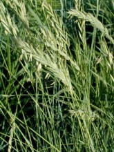 AGROPYRON SMITHII | Water Plantain
