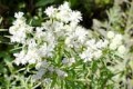 PYCNANTHEMUM TENUIFOLIUM | Slender Mountain Mint