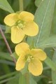 LUDWIGIA ALTERNIFOLIA | Seedbox