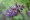 AMORPHA CANESCENS | Leadplant