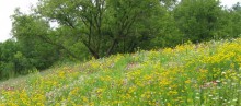 Prudent Prairie Seed Mix