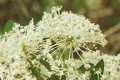 CEANOTHUS OVATUS | Red Root