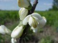 BAPTISIA LEUCOPHAEA | Cream Wild Indigo