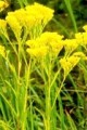 SOLIDAGO OHIENSIS | Ohio Goldenrod