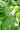 HIBISCUS MILITARIS | Rose Mallow