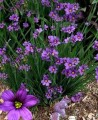 SISYRINCHIUM ANGUSTIFOLIUM | Narrow Leafed Blue-eyed Grass