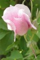 ROSA SPECIES | Wild Rose
