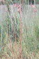 BROMUS KALMII | Kalm's Brome