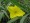 Missouri Primrose