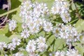 ASTER LATERIFLORUS | Calico Aster