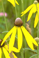 Native wildflower Yellow Coneflower