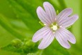 EPILOBIUM GLANDULOSUM | Northern Willow Herb