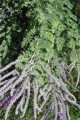 AMORPHA CANESCENS | Leadplant
