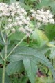 EUPATORIUM PERFOLIATUM | Boneset