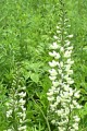 BAPTISIA LEUCANTHA | White Wild Indigo