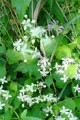 CLEMATIS VIRGINIANA | Virgin's Bower