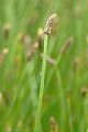 ELEOCHARIS PALUSTRIS | Spike Rush