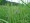 Grand Meadow | Mesic Site Native Seed Mix