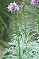 Marsh Blazingstar - Liatris spicata Ion Exchange A Native Seed and Plant Nursery