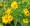 Oxeye Sunflower - Heliopsis helianthoides  in full bloom at Ion Exchange native seed and plant nursery in northeast Iowa.