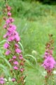 LIATRIS LIGULISTYLIS | Meadow Blazingstar