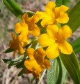 LITHOSPERMUM CANESCENS | Hoary Puccoon