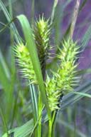 Lurid Sedge