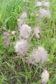 GEUM TRIFLORUM | Prairie Smoke