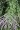AMORPHA CANESCENS | Leadplant