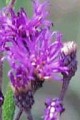 VERNONIA FASCICULATA | Ironweed