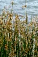 SCIRPUS ACUTUS | Hard Stem Bulrush