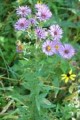 ASTER NOVAE-ANGLIAE | New England Aster